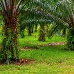 Indonesia’s Palm Oil Sector: A Fertile Ground for Foreign Investment